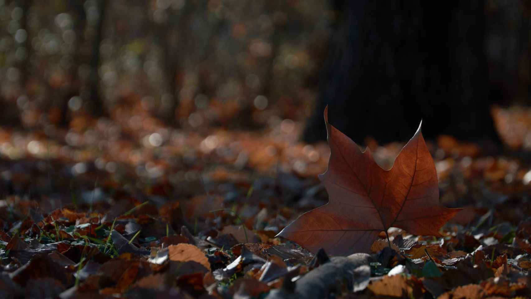 El otoño en Euskadi presenta un cambio drástico en las temperaturas.