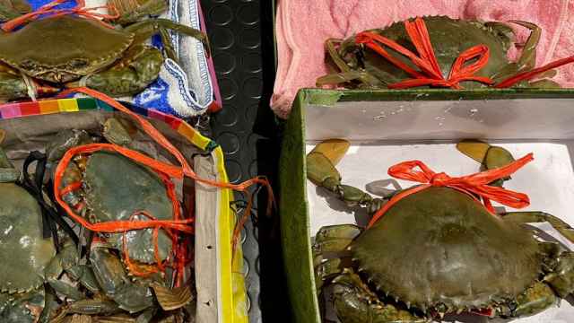 Encuentran cinco cangrejos vivos en la maleta de una pasajera China en el aeropuerto de Bilbao