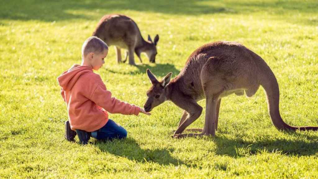 Australia, el destino favorito de los niños vascos para viajar estas Navidades, por delante de Laponia y Japón