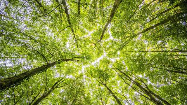 CO2 Revolution ve necesario un bosque de 200 árboles para compensar la huella de carbono de la lotería.