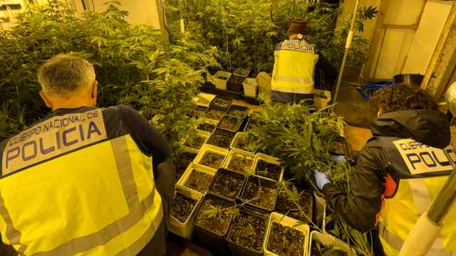 Dos personas detenidas en Bizkaia por cultivar EN un caserío más de mil plantas de marihuana / Policía Nacional