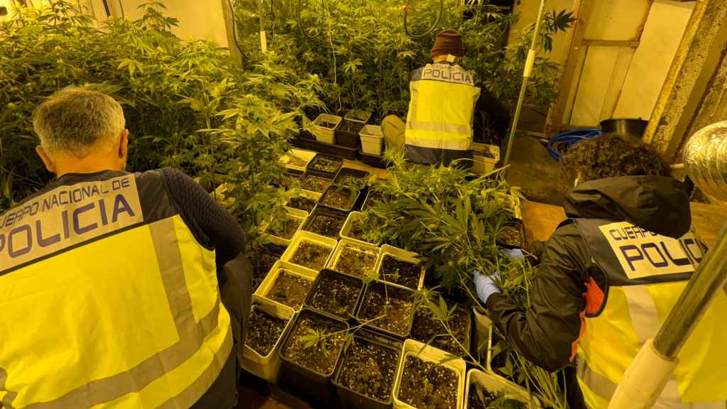 Dos personas detenidas en Bizkaia por cultivar EN un caserío más de mil plantas de marihuana / Policía Nacional