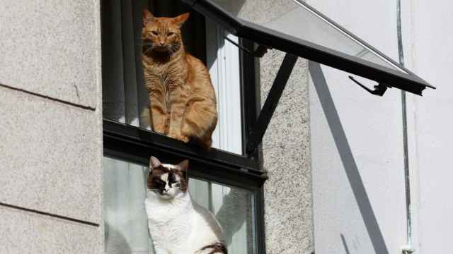 Los dueños de una vivienda de Vitoria aseguran que su gato no les permite entrar en casa/EFE