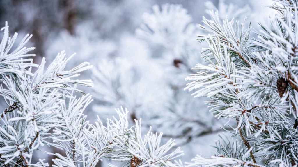 Unas ramas de pino congeladas y cubiertas de nieve.