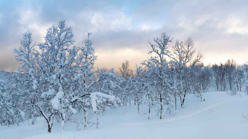 Un bosque con árboles llenos de nieve.