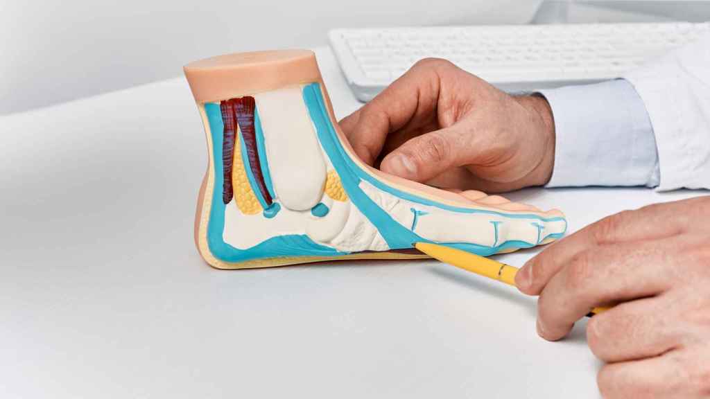 Modelo de anatomía de los músculos del pie