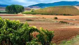 Viñedos de Rioja Alavesa / GETTY IMAGES