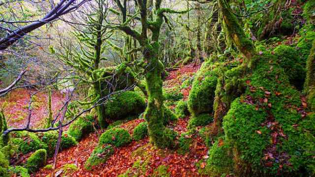 Naturaleza en una de las selvas más importantes de Europa, en Euskadi.