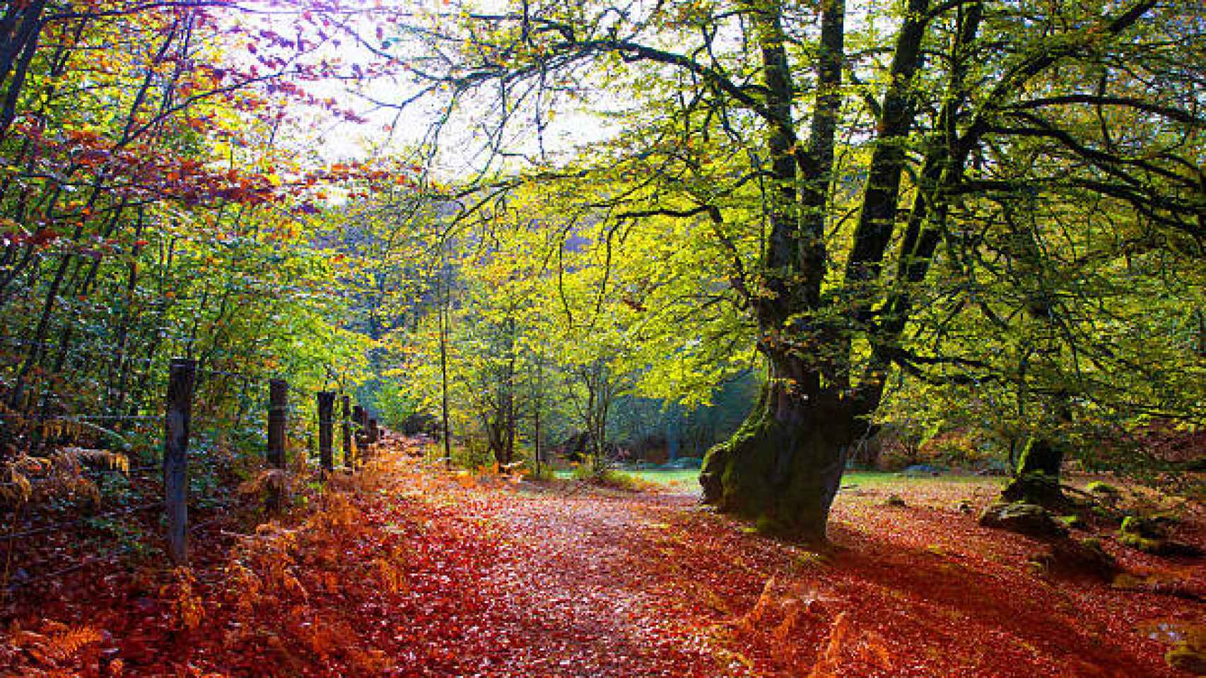 La Selva de Irati en otoño.