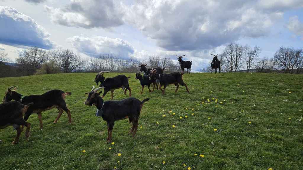 Un rebaño de cabras con el dispositivo desarrollado por Ruraltxa! / Ruraltxa!