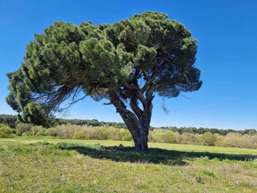 Más de 150 años a la espalda de este pino piñonero, uno de los muchos que hay en la provincia aunque es Pedrajas de San Esteban el de mayor producción en toda España / A. VIRI