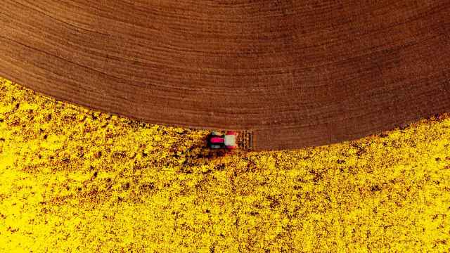 El boom de aceite de colza: de los campos de Álava a Dinamarca