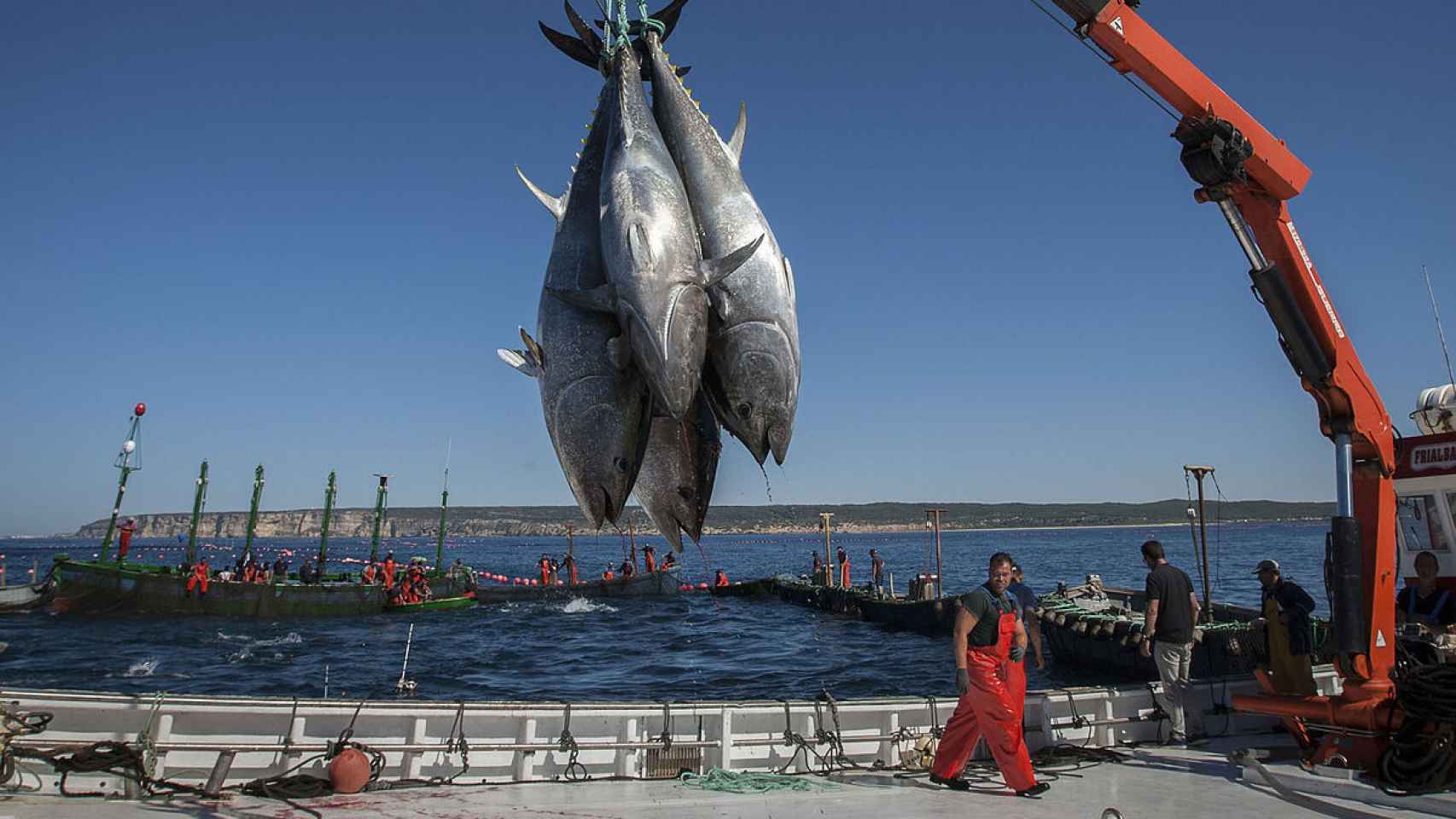 La pesca del atún tropical, más sostenible de la mano de Azti.