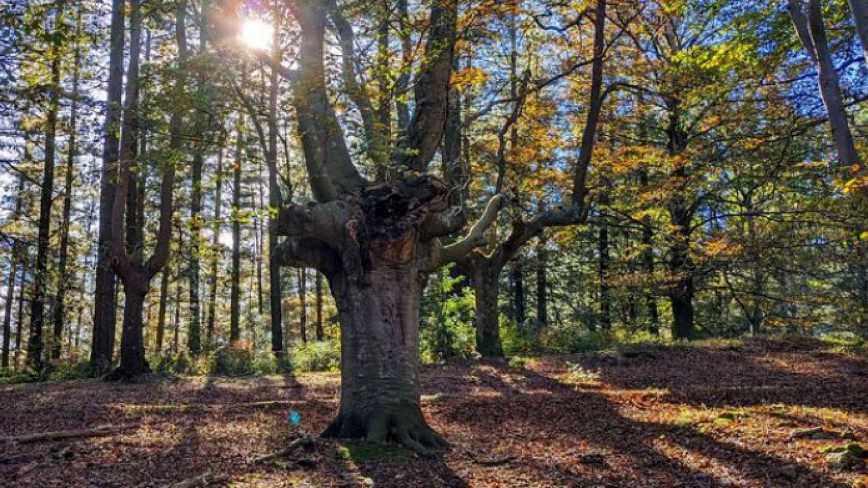 El bosque más mágico de Euskadi.