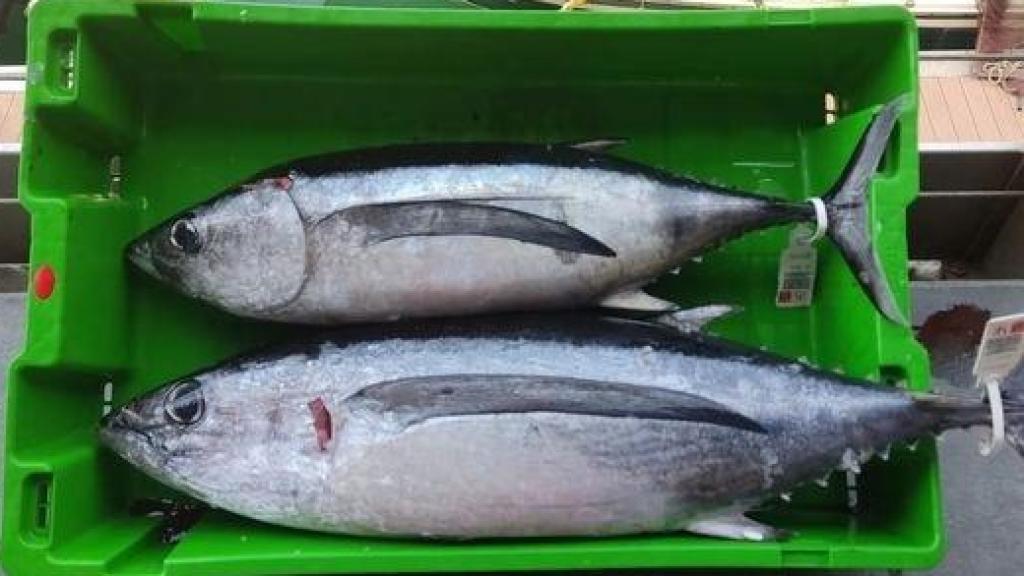 La campaña de pesca de bonito será más larga de lo habitual / EP