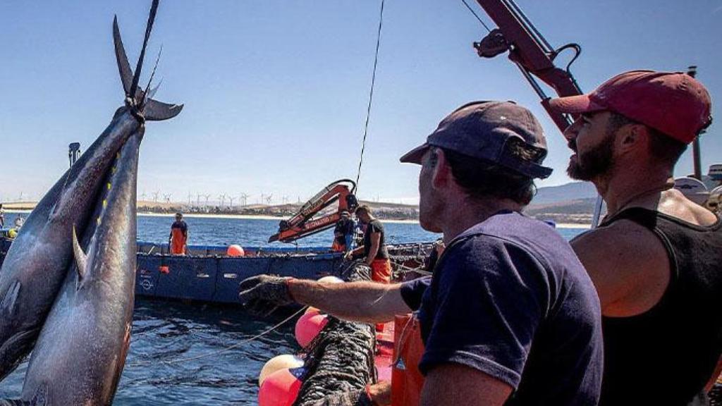 Pesca de atunes