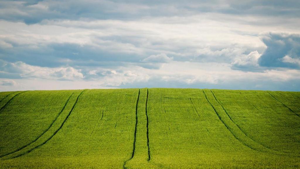 Campo de cebada