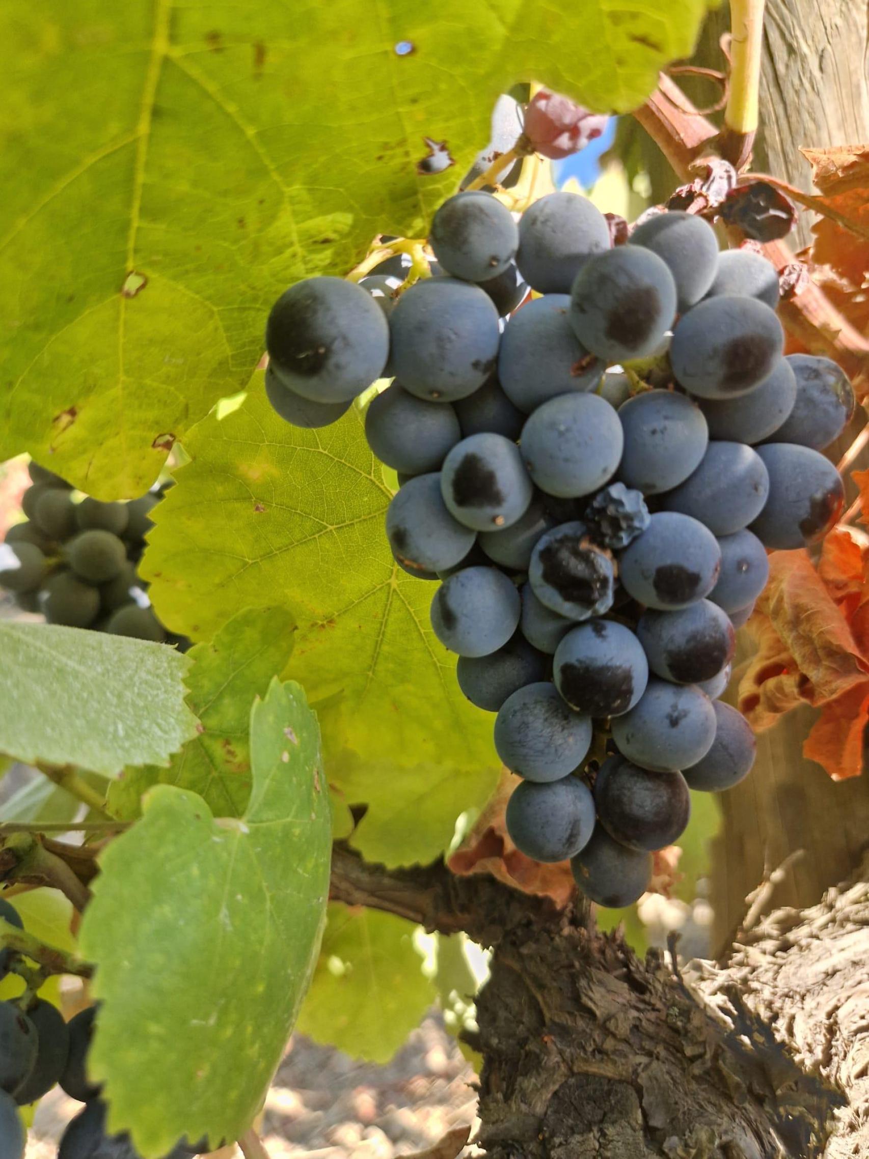 Inmensos carteles, con el nombre de la bodega, horadan alguna de las bancadas en las que se asientan los viñedos para recordar que las uvas tienen dueño / A. VIRI