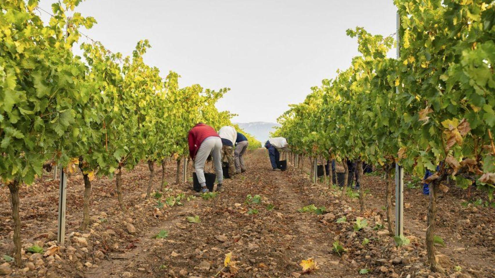 Los vinos de Rioja Alavesa ponen el foco en los mercados de EEUU y Japón