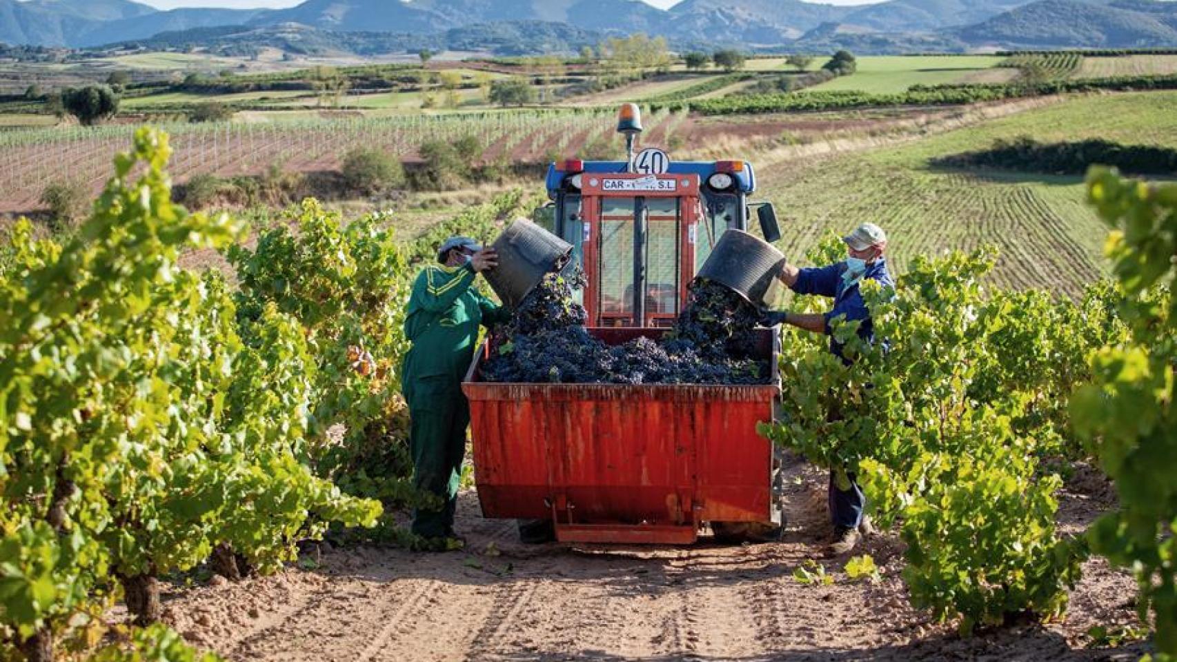 Las bodegas de Rioja Alavesa guardan un excedente de 200 millones de litros