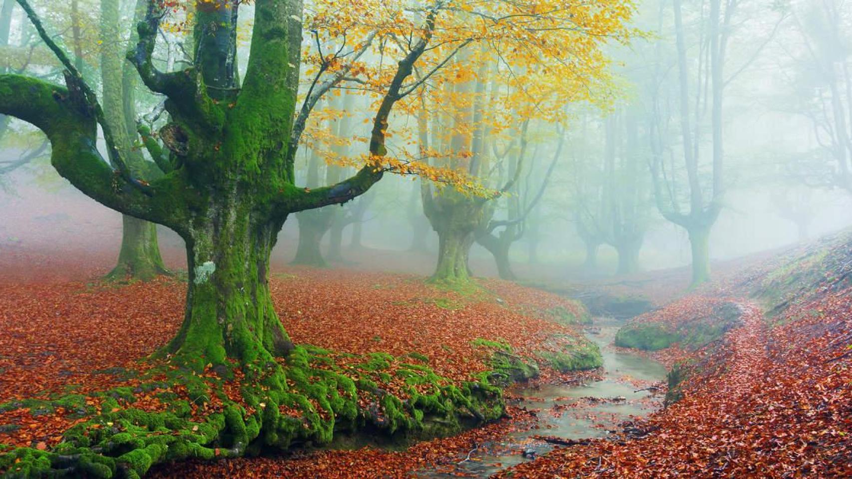 Uno de los bosques más bonitos de España, en Euskadi.