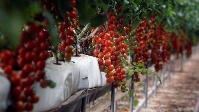 Tomates cherry | EFE