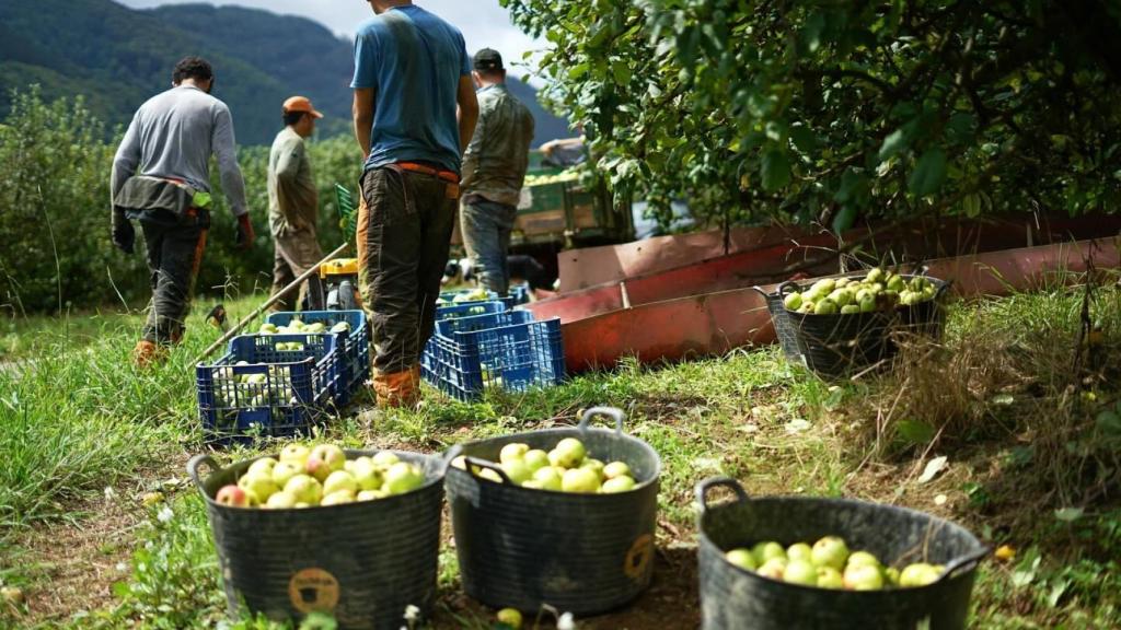 Manzanas de su propia cosecha / Facebook Zapiain Sagardoa