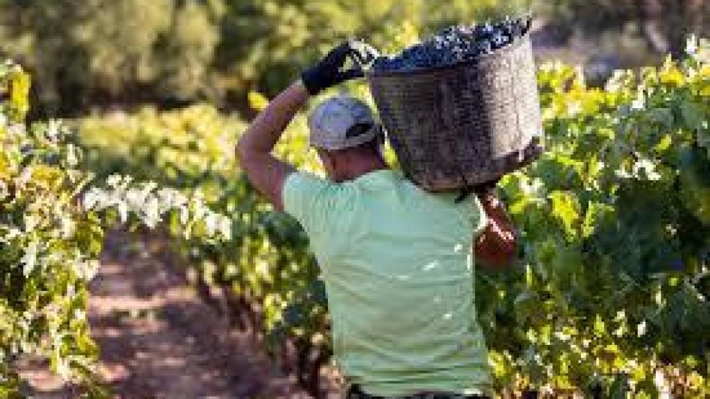 Gobierno vasco impulsa ayudas a viticultores de la DOCa Rioja afectados por la crisis del vino