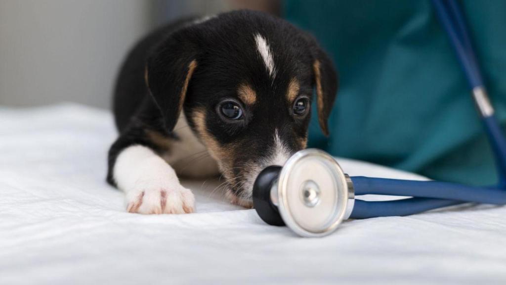 Casi la mitad de los perros y los gatos en España padece alguna patología