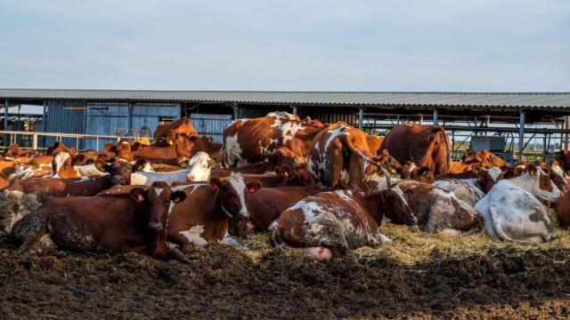 El proyecto europeo ManuRefinery en el que está Guascor busca aprovechar los residuos de la ganadería para hacer piensos o fertilizantes / ITA