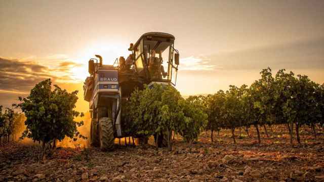 La vendimia en la Denominacin de Origen Calificada (DOCa) Rioja. / EFE