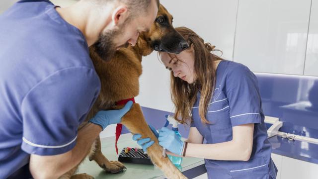 Clínica Veterinaria / Freepik