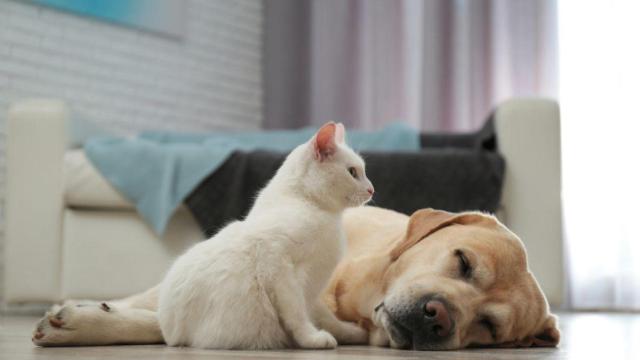Casi tres de cada diez perros y gatos en España sufren problemas gastrointestinales
