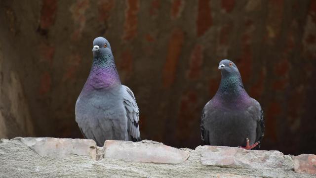 Dos palomas