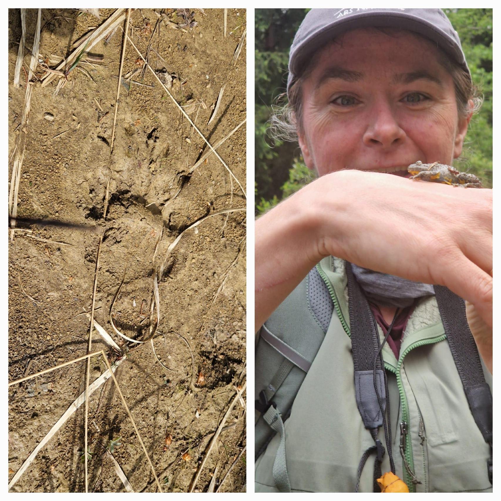 Habitualmente la experiencia para ver huellas de osos en el denso bosque se realiza con guía, en grupos de no más de cuatro personas