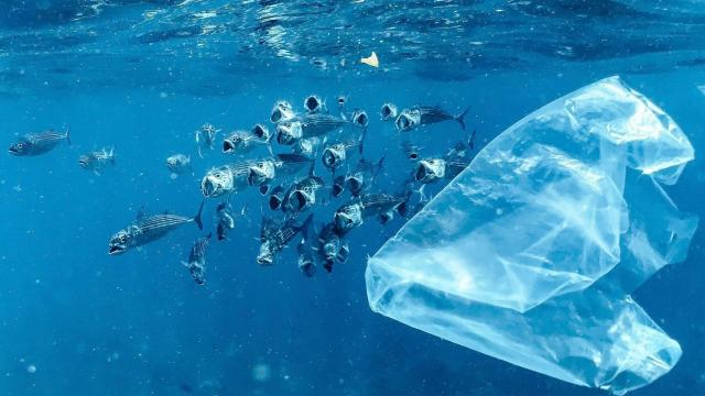 Un banco de peces nada junto a una bolsa de plástico