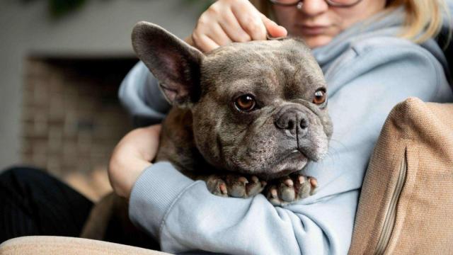 Advance lanza el Vitality Test, una herramienta digital para mejorar la vida de perros senior