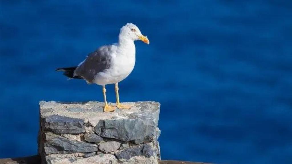 Imagen de archivo de gaviota.