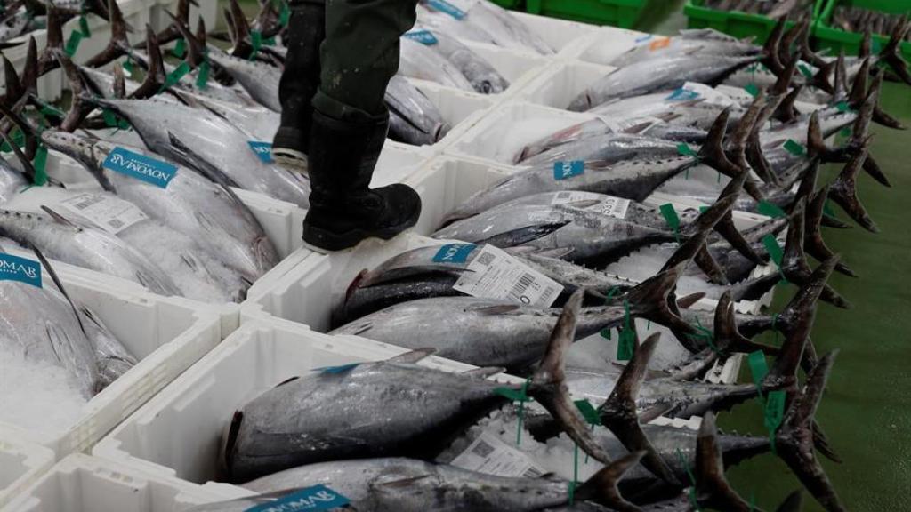 Bonito del norte en una lonja de pescadores