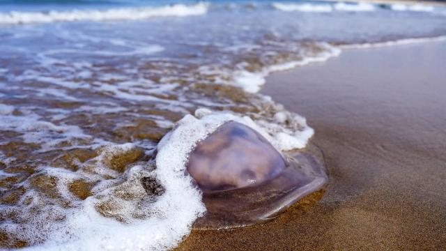 Alerta máxima con las carabelas portuguesas.