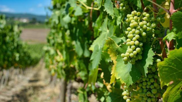 Viñedos
