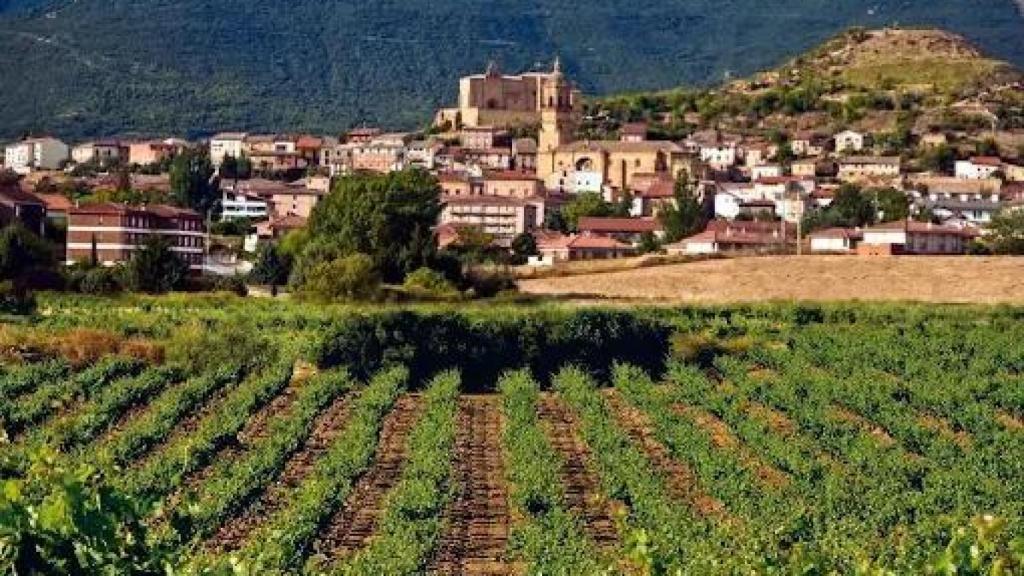 Viñedos Bodega Manuel Quintano