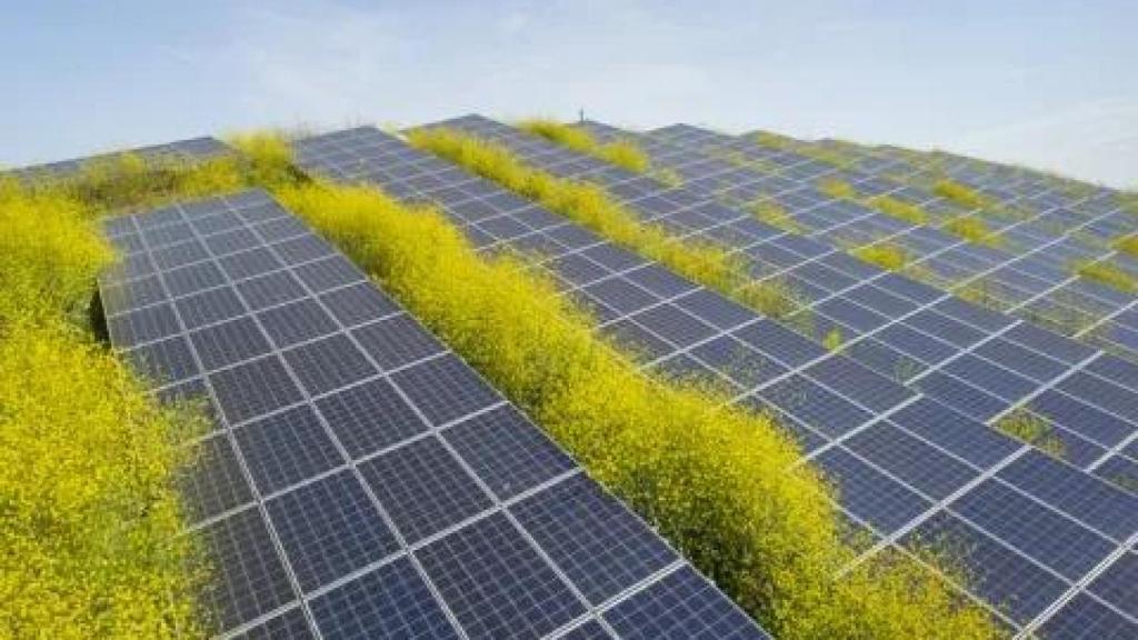 Parque agrovoltaico impulsado por la vasca Powerful Tree