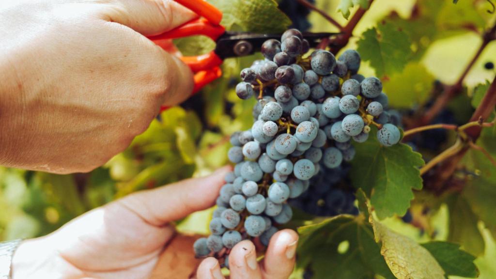 Recolección de las uvas cuando han alcanzado su punto de maduración