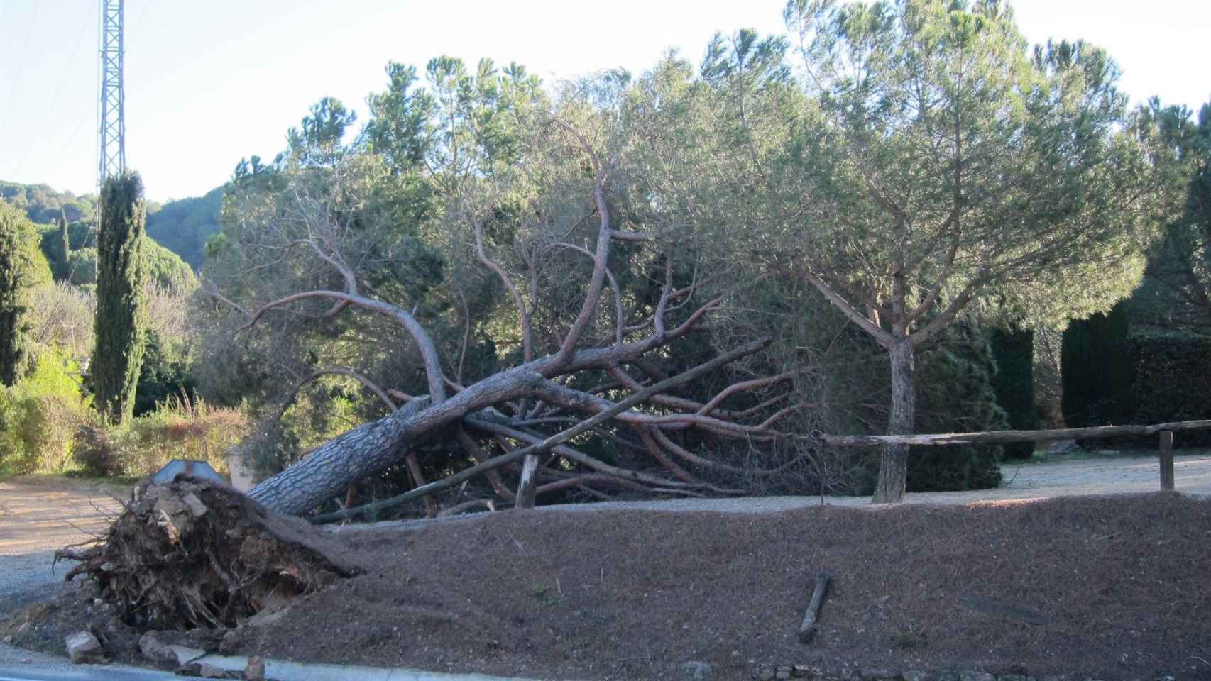 Árbol caído