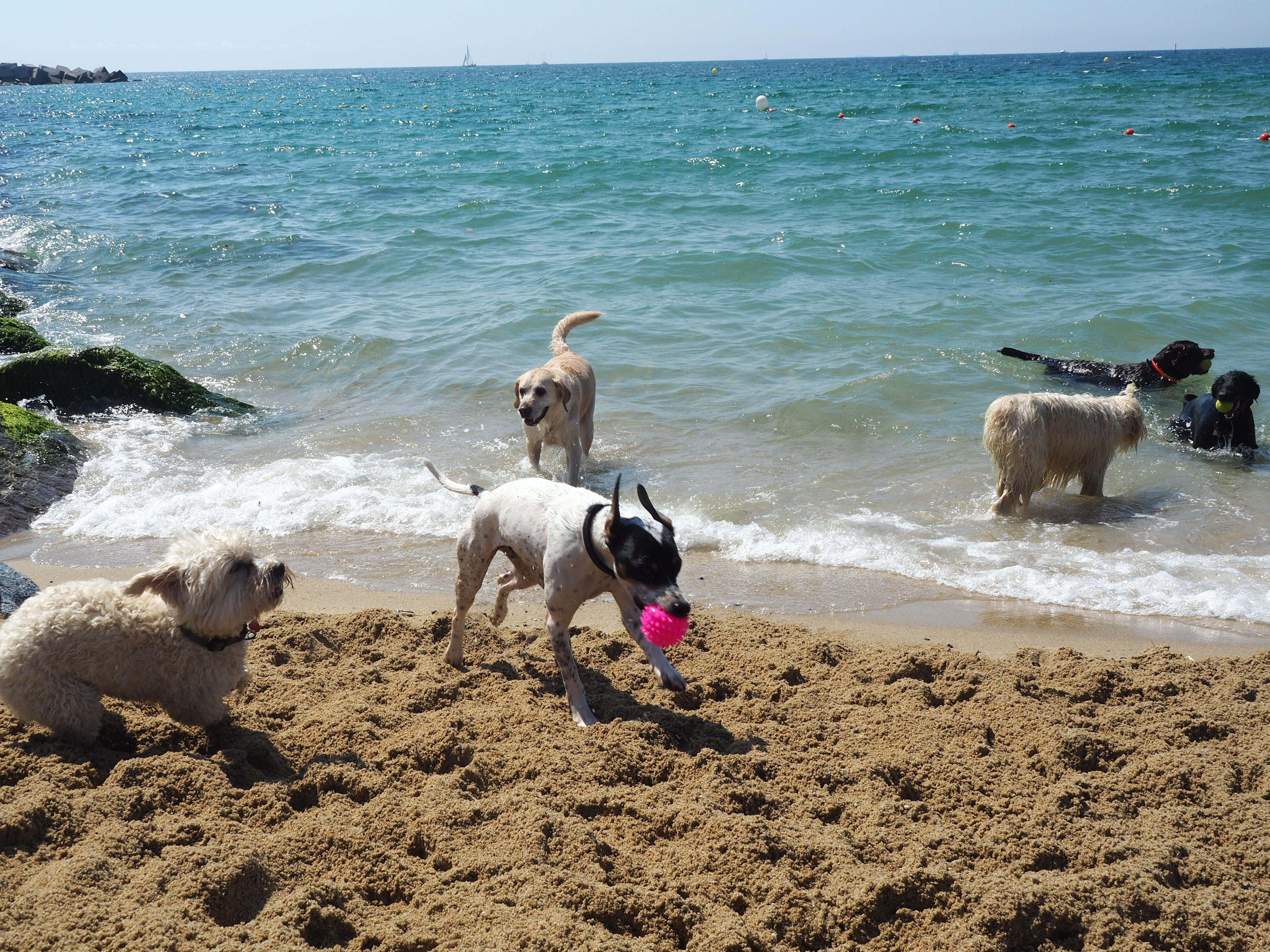 Perros jugando en la Playa de Llevant / AM