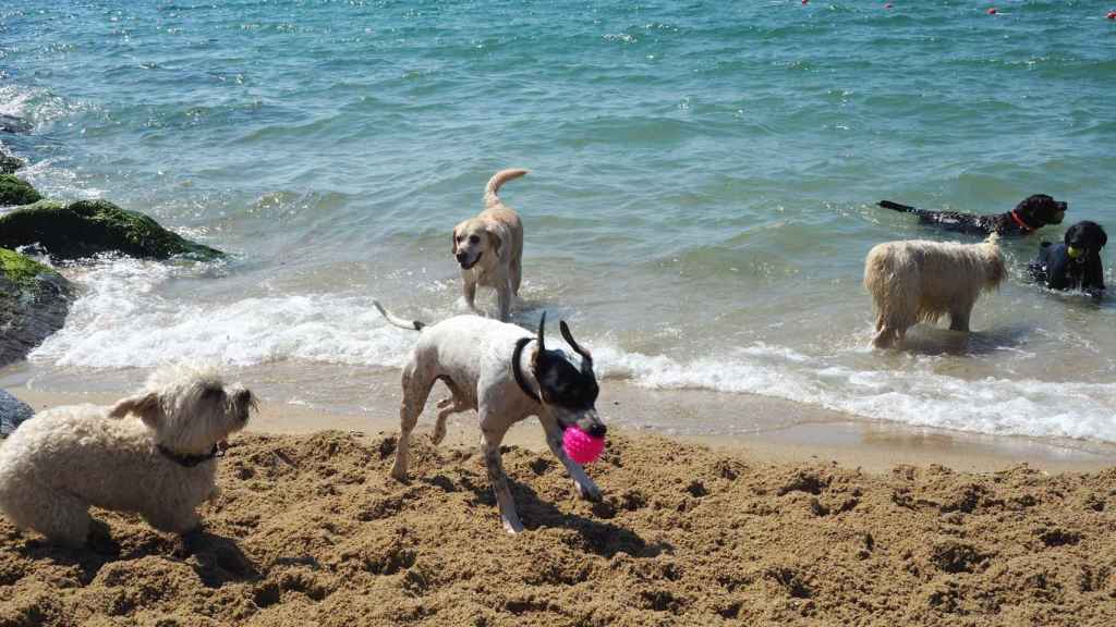 Perros jugando en la playa de Llevant de Barcelona