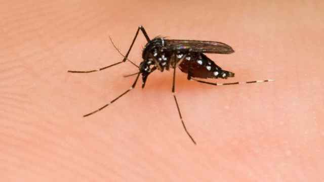 Ejemplar de mosquito tigre picando a una persona en Barcelona