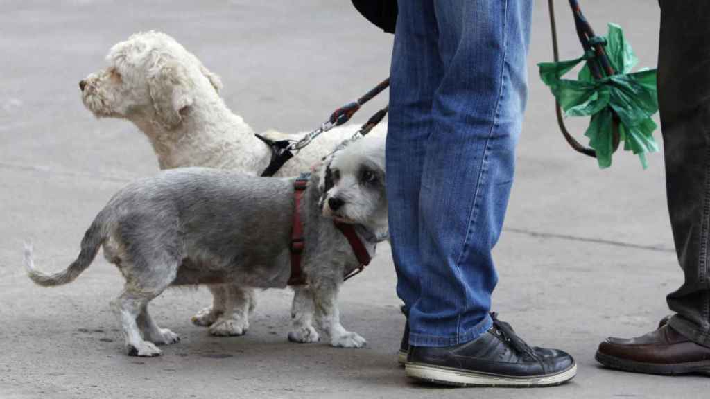 Dos perros por la calle / EFE