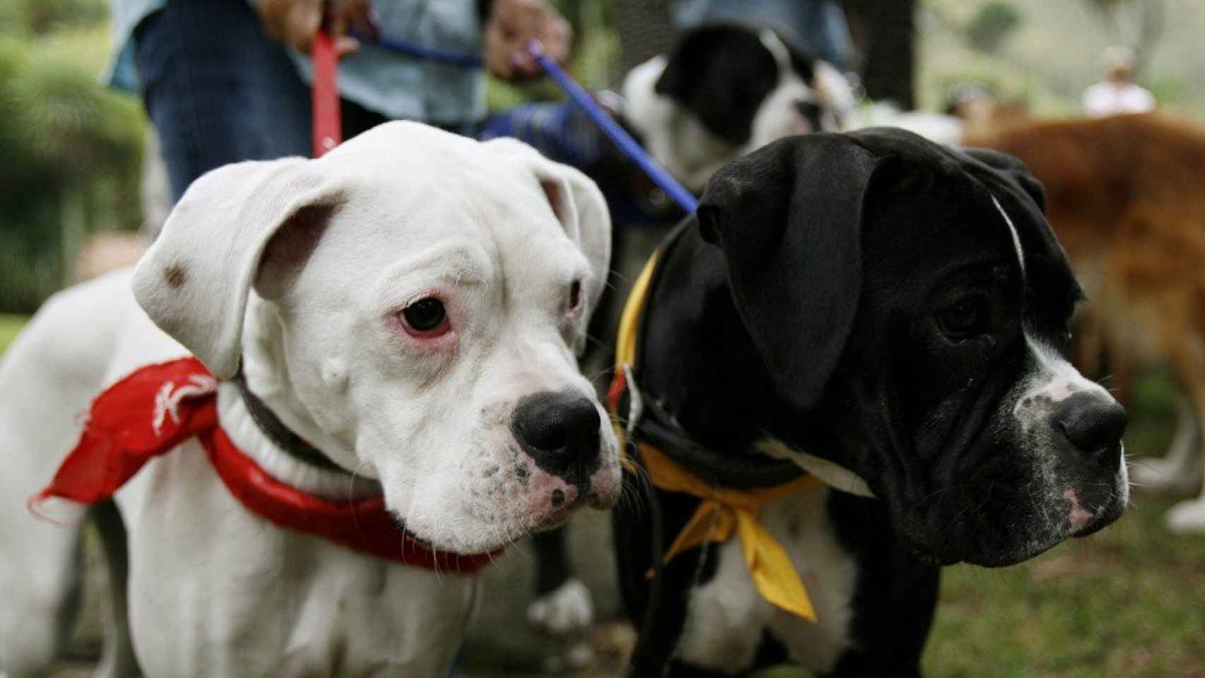 Precintados dos locales de venta animales por infracciones graves / EFE